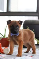 Easton, a male Belgian Malinois for sale in Fredericksburg, OH – Photo 1 of 5