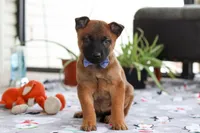 Easton, a male Belgian Malinois for sale in Fredericksburg, OH – Photo 4 of 5