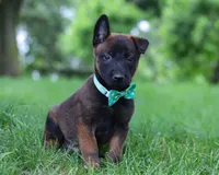 Chaos, a male Belgian Malinois for sale in Fredericksburg, OH – Photo 8 of 10