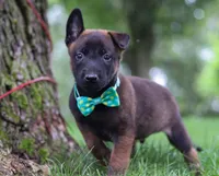 Chaos, a male Belgian Malinois for sale in Fredericksburg, OH – Photo 4 of 10