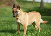 Chaos, a male Belgian Malinois for sale in Fredericksburg, OH – Photo 9 of 10