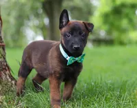Chaos, a male Belgian Malinois for sale in Fredericksburg, OH – Photo 1 of 10