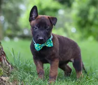 Chaos, a male Belgian Malinois for sale in Fredericksburg, OH – Photo 7 of 10