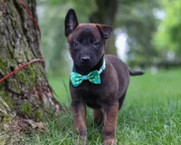 Chaos, a male Belgian Malinois for sale in Fredericksburg, OH – Photo 6 of 10