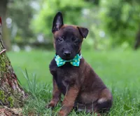 Chaos, a male Belgian Malinois for sale in Fredericksburg, OH – Photo 2 of 10