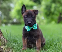 Chaos, a male Belgian Malinois for sale in Fredericksburg, OH – Photo 3 of 10