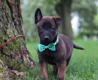 Chaos, a male Belgian Malinois for sale in Fredericksburg, OH – Photo 5 of 10