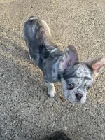 Draco , a male French Bulldog for sale in Dallas, TX – 5 of 6
