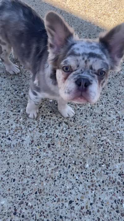 Draco , a male French Bulldog for sale in Dallas, TX – 4 of 6