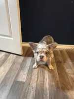 Draco , a male French Bulldog for sale in Dallas, TX – 3 of 6