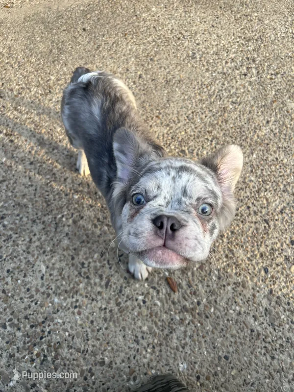 Draco  – French Bulldog puppy for sale in Dallas, TX