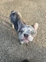 Draco , a male French Bulldog for sale in Dallas, TX – 1 of 6