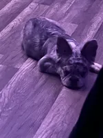 Draco , a male French Bulldog for sale in Dallas, TX – 2 of 6