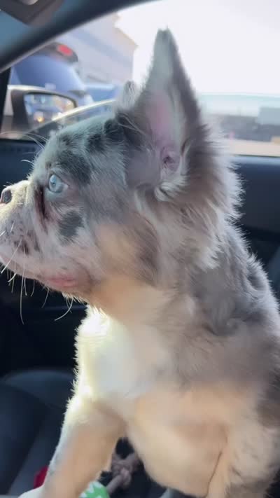 Draco , a male French Bulldog for sale in Dallas, TX – 6 of 6