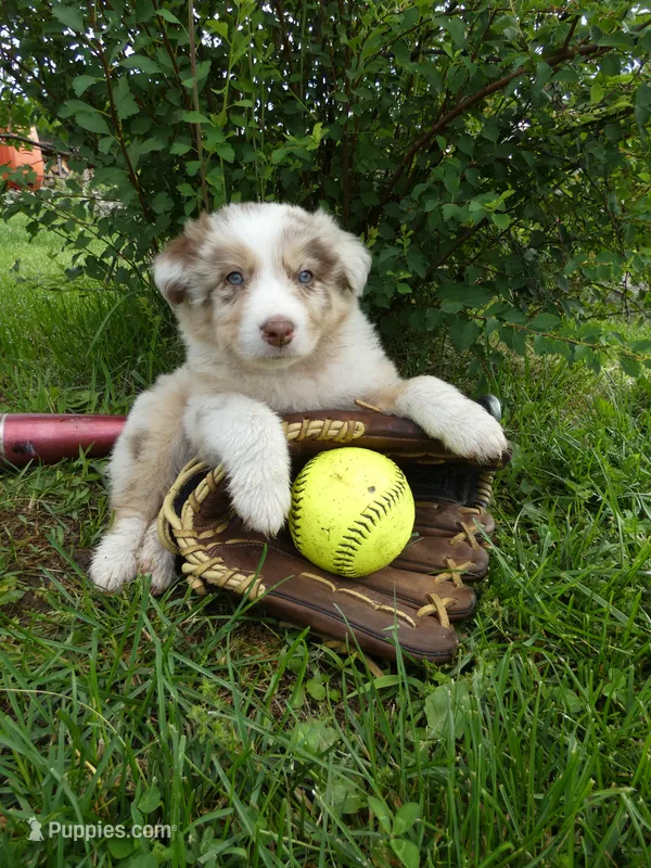 Russel – Australian Shepherd, Border Collie puppy for sale in California, MO