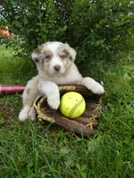 Russel, a male Australian Shepherd and Border Collie for sale in California, MO – 1 of 1