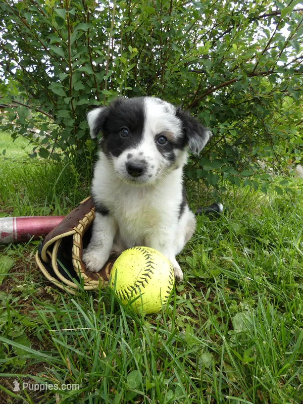 Rascal – Australian Shepherd, Border Collie puppy for sale in California, MO