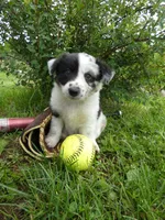 Rascal, a male Australian Shepherd and Border Collie for sale in California, MO – 1 of 1