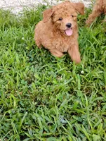 Poppy, a female Poodle - Miniature  for sale in California, MO – 3 of 9
