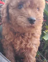 Poppy, a female Poodle - Miniature  for sale in California, MO – 2 of 9