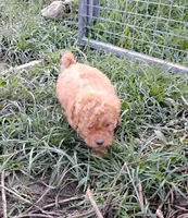 Poppy, a female Poodle - Miniature  for sale in California, MO – 5 of 9