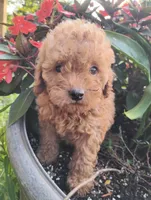 Poppy, a female Poodle - Miniature  for sale in California, MO – 1 of 9