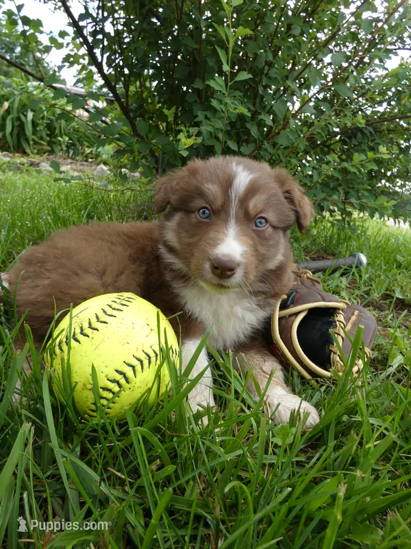 Rusty – Australian Shepherd, Border Collie puppy for sale in California, MO