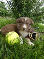 Rusty, a male Australian Shepherd and Border Collie for sale in California, MO – 1 of 1