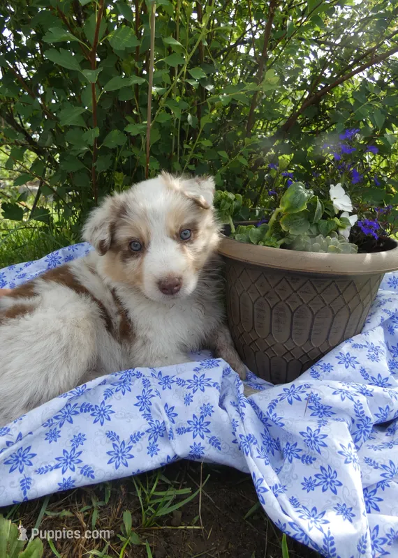 Reba – Australian Shepherd, Border Collie puppy for sale in California, MO