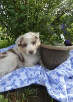 Reba, a female Australian Shepherd and Border Collie for sale in California, MO – 1 of 1