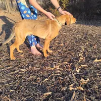 Peanut, a female Bloodhound for sale in California, MO – Photo 3 of 3