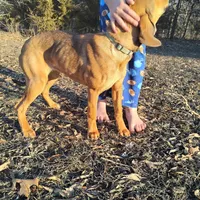 Peanut, a female Bloodhound for sale in California, MO – Photo 2 of 3