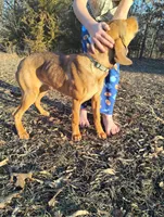 Peanut, a female Bloodhound for sale in California, MO – Photo 2 of 3