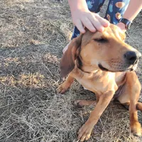 Peanut, a female Bloodhound for sale in California, MO – Photo 1 of 3