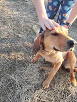 Peanut, a female Bloodhound for sale in California, MO – Photo 1 of 3