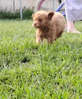Poppy, a female Poodle - Miniature  for sale in California, MO – 6 of 9