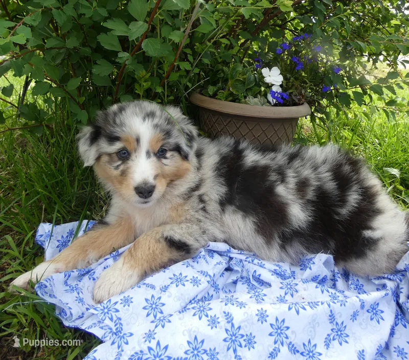 Rain – Australian Shepherd, Border Collie puppy for sale in California, MO