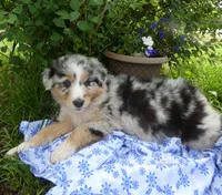 Rain, a female Australian Shepherd and Border Collie for sale in California, MO – 1 of 1