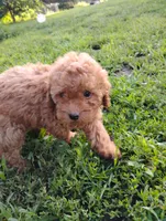 Poppy, a female Poodle - Miniature  for sale in California, MO – 9 of 9