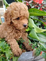 Poppy, a female Poodle - Miniature  for sale in California, MO – 4 of 9