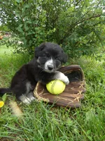 Rudy, a male Australian Shepherd and Border Collie for sale in California, MO – 1 of 1