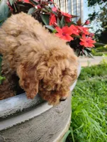 Poppy, a female Poodle - Miniature  for sale in California, MO – 7 of 9