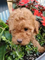Poppy, a female Poodle - Miniature  for sale in California, MO – 8 of 9