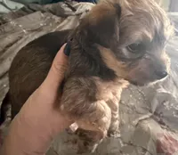 Princess, a female Chihuahua and Yorkshire Terrier for sale in Brooksville, FL – Photo 2 of 2