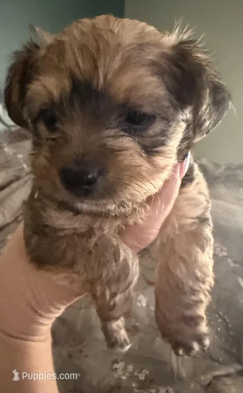 Princess – Chihuahua, Yorkshire Terrier puppy for sale in Brooksville, FL