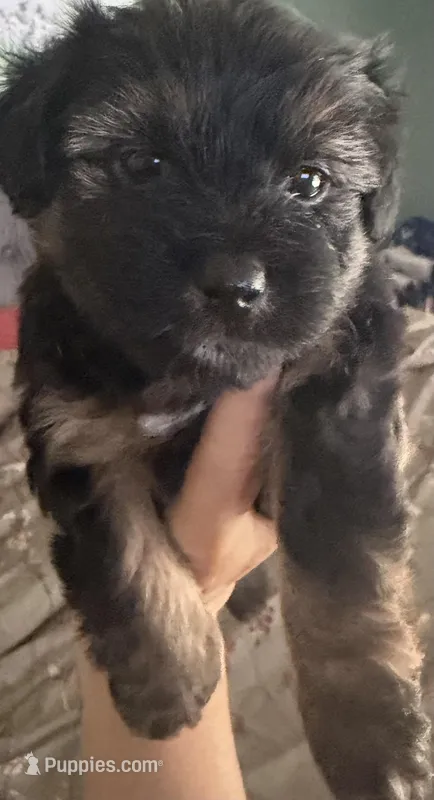 Cookie, a female Chihuahua and Yorkshire Terrier for sale in Brooksville, FL – Photo 1 of 2