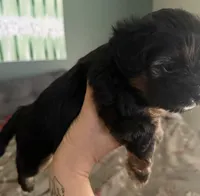 Cookie, a female Chihuahua and Yorkshire Terrier for sale in Brooksville, FL – Photo 2 of 2