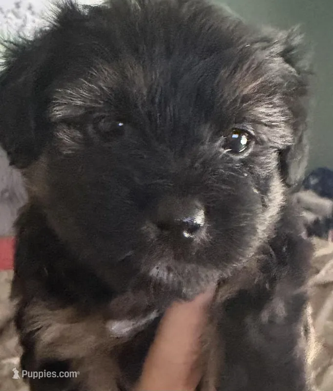 Cookie – Yorkshire Terrier puppy for sale in Brooksville, FL