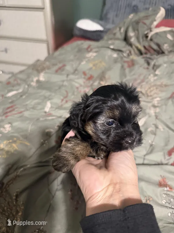 Cookie – Yorkshire Terrier puppy for sale in Brooksville, FL