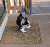 J.J., a male Pembroke Welsh Corgi for sale in Pinson, TN – 2 of 6